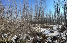 Parcele de pădure, 62 ha, localitatea Bucovăț
