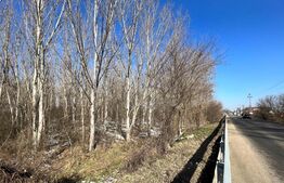 Parcele de pădure, 62 ha, localitatea Bucovăț