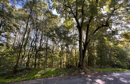 Parcele de pădure, 62 ha, localitatea Bucovăț