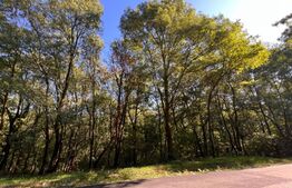 Parcele de pădure, 62 ha, localitatea Bucovăț