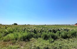 Teren intravilan, 10.000 mp, toate utilitățile, asfalt