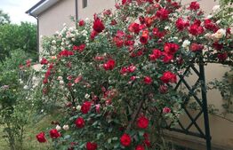 Vilă deosebită 500 mp utili cu 1.400 mp teren, zona Ford