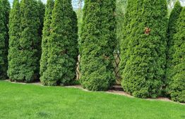 Vilă deosebită 500 mp utili cu 1.400 mp teren, zona Ford