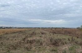 Teren extravilan de 2539 mp in Dudovicesti