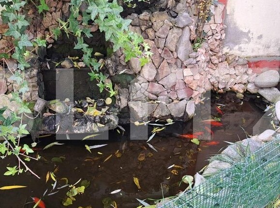 Casa de vânzare 5 camere Preajba - 131642CV | BLITZ Craiova | Poza4