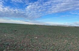 Teren intravilan industrial 44.000 mp, deschidere 58,7 la strada principala Carcea