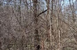 Casă în plan parter, cu teren aferent de 4474mp, situată în Goiești Dolj