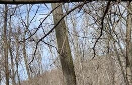 Casă în plan parter, cu teren aferent de 4474mp, situată în Goiești Dolj