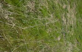 Teren intravilan 2458 mp Cernele deschidere 21 ml aproape de strada principală la asfalt