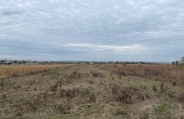 Teren extravilan de 2539 mp in Dudovicesti