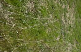 Teren intravilan 2458 mp Cernele deschidere 21 ml aproape de strada principală la asfalt