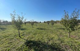 Teren intravilan 7788 mp, Mischii, sat Gogosesti