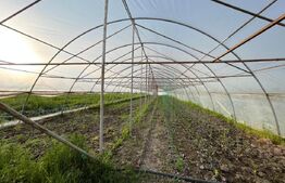 Teren parțial intravilan 23.500 mp, apă, curent și supraveghere video, Bucovăț