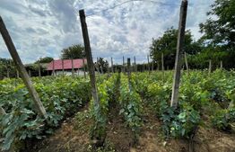  2 Case individuale 100 mp, teren 5000 mp, comuna Teslui,sat Fântânele 