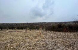 Teren 5.613 mp, zona de padure si livezi, Breasta/Predesti
