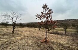 Teren 5.613 mp, zona de padure si livezi, Breasta/Predesti