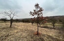 REDUCERE!!! Teren extravilan 5.613 mp, livadă, zona Predești