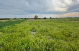 Teren Agricol 1000 mp, Pielesti