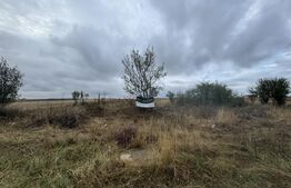 Teren extravilan , oportunitate de investiție, 604 mp, zona Carcea