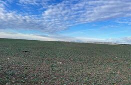 Teren intravilan industrial 44000 mp,deschidere 58,7 la strada principala Carcea