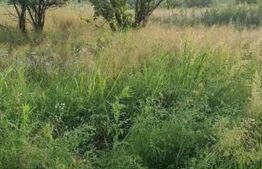 Teren extravilan, zona industriala, 3300 mp