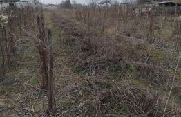 Teren intravilan 1811 mp, cu utilități, zona Malu Mare!