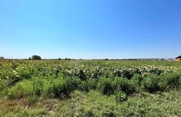 Teren 10.000 mp cu toate utilitățile la front asfaltat, Mân. Jitianu, Braniște