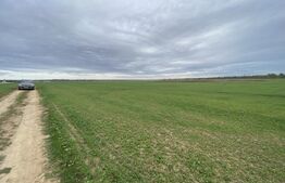 Teren intravilan 12500 mp, deschidere 32m, zona Selgros/Preajba sat