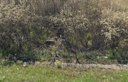 Teren 5117 mp intravilan,  zona de Almaj