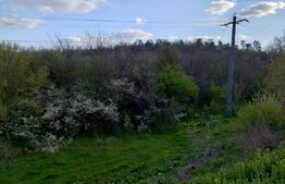 Teren padure 10 ha, extravilan, 400 ml deschidere, stradal, zona Breasta