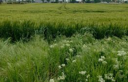 Teren intravilan in spatele Peugeot, 3600mp, 11m deschidere