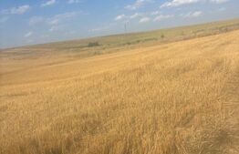 Teren intravilan, 500mp, zona Malu Mare, comision 0%