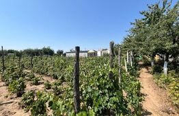 Proprietate formata din doua case si 1087 mp teren, zona Carcea 