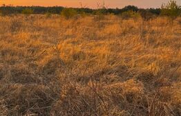 Teren extravilan 5000 , 2,5 euro mp BREASTA