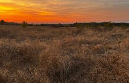 Teren extravilan 5000 , 2,5 euro mp BREASTA