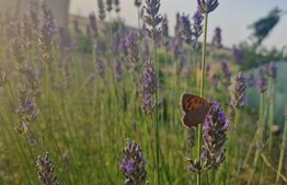 Teren intravilan de vanzare, 951 mp, Bucovat, sat Sarbatoarea