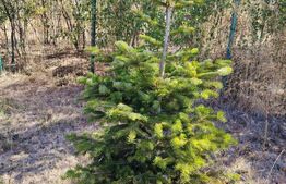 Teren intravilan de vanzare, 951 mp, Bucovat, sat Sarbatoarea