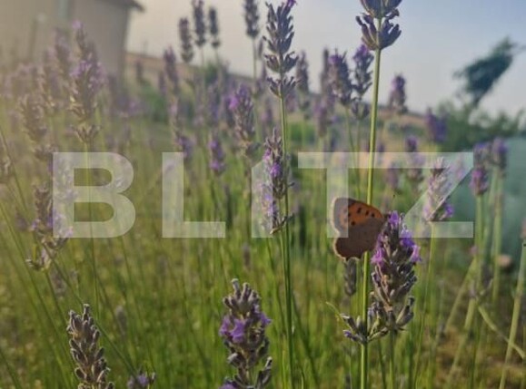 Teren de vânzare Bucovat - 178639TV | BLITZ Craiova | Poza6