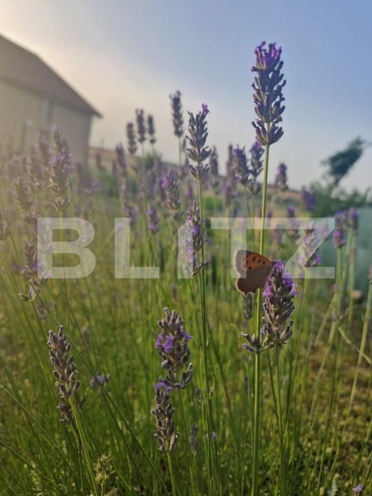 Teren de vânzare Bucovat - 178639TV | BLITZ Craiova | Poza6