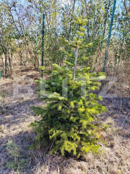 Teren de vânzare Bucovat - 178639TV | BLITZ Craiova | Poza4