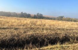 Teren extravilan, 2.500 mp, sat Sarbatoarea