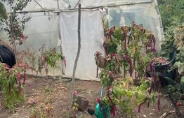 Casă 4 camere, 790 mp teren, zona Bariera Vîlcii