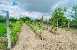 Casa pe parter, 2.753 mp teren, Marotinu de Sus