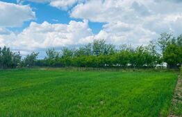 Casa pe parter, 2.753 mp teren, Marotinu de Sus