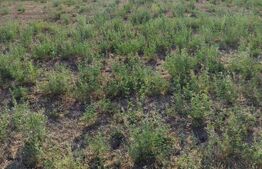 Teren de vânzare Carcea  - 135286TV | BLITZ Craiova | Poza5