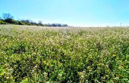 Teren EV și IV cu casă, 29.600 mp, utilități și acces facil, Albești