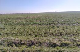 Teren extravilan, Cârcea, 988 mp 