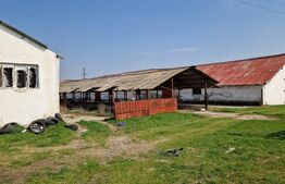 Fermă de vânzare 8 ha – Balș, județul Olt