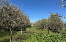 Casa Bradesti Dolj P+M, 1480 mp teren