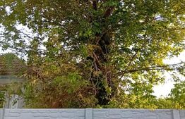 Casa P, 96 mp, teren 1948, Silistea Crucii 